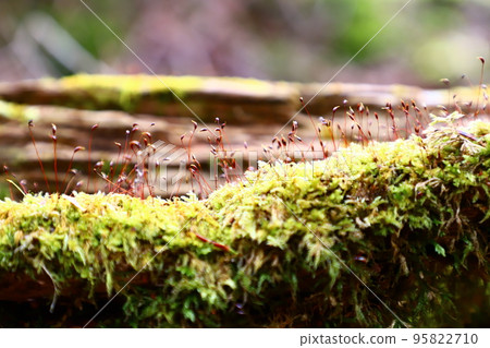 Moss Forest, Moss World 95822710