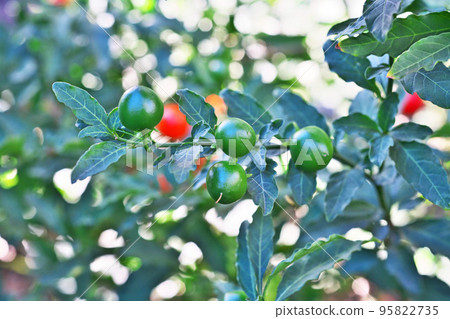 Green ball coral fruit (Autumn, October) Green ball coral fruit (Autumn, October) 95822735