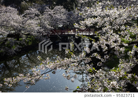 弘前公園的櫻花 弘前公園的櫻花 95823711