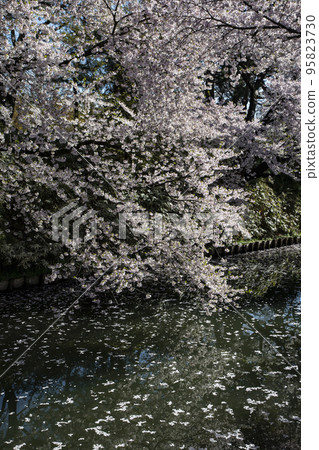 弘前公園的櫻花 弘前公園的櫻花 95823730