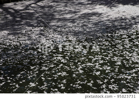 弘前公園的櫻花 95823731