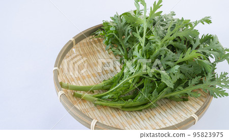 Shungiku leaves Shungiku leaves 95823975