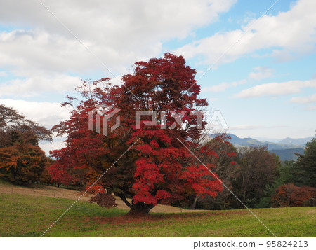 Omine Plateau Omine Plateau 95824213