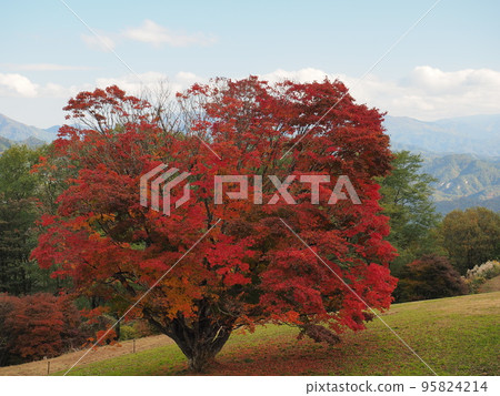 Omine Plateau Omine Plateau 95824214