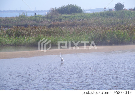 The scenery of the estuary that is white with the morning mist 95824312