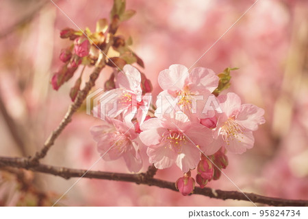 Cherry Blossoms	 95824734