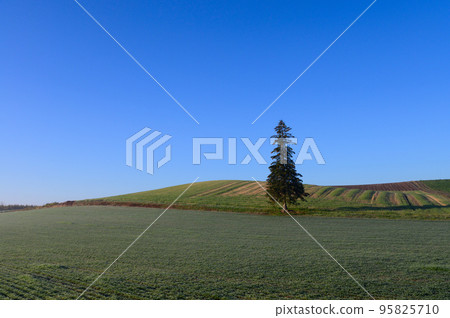 christmas tree in autumn weather 95825710