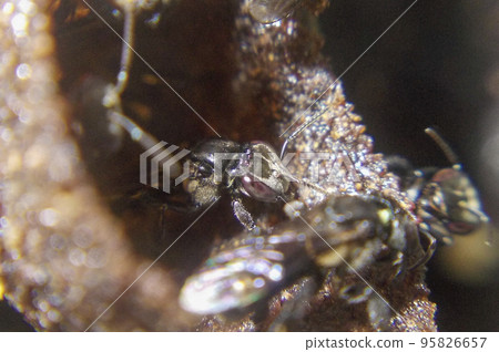 Stingless Bee Worker Activity at Entrance Hive 95826657