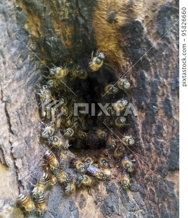 Honey Bees Worker Guarding at Entrance Hive 95826660