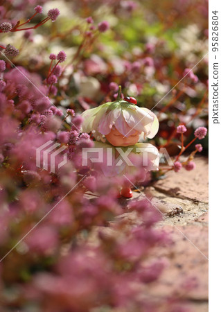 雜貨花園 95826804