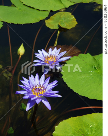 藍色睡蓮熱帶植物（8月）熱帶睡蓮81V3.4 95826964