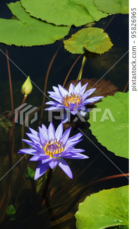 Blue water lily Tropical plant (August) Tropical water lily 81V9.16 Blue water lily Tropical plant (August) Tropical water lily 81V9.16 95826965