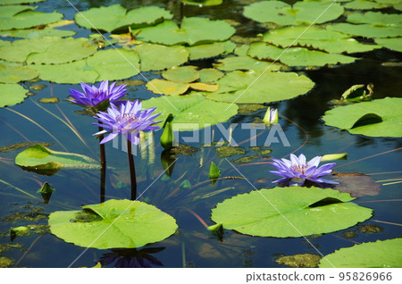 Purple water lily flowers are blooming Tropical plant (August) Tropical water lily 86 Purple water lily flowers are blooming Tropical plant (August) Tropical water lily 86 95826966