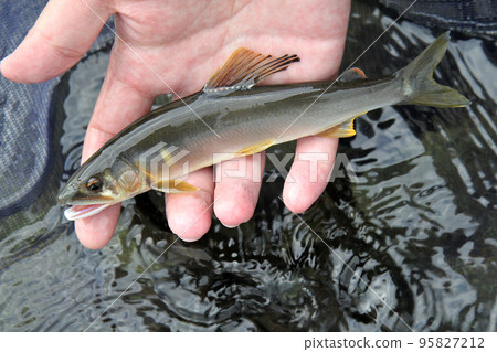 新鮮捕獲的美麗天然香魚 95827212