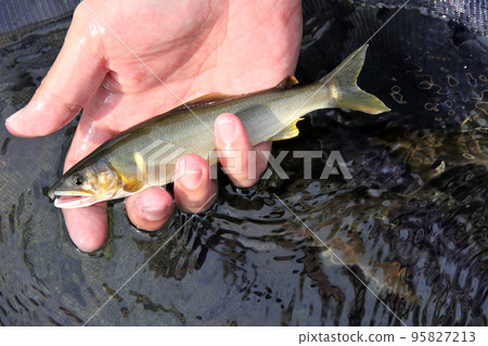 新鮮捕獲的美麗天然香魚 95827213