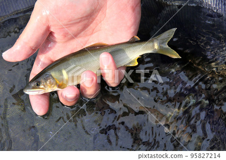 新鮮捕獲的美麗天然香魚 新鮮捕獲的美麗天然香魚 95827214