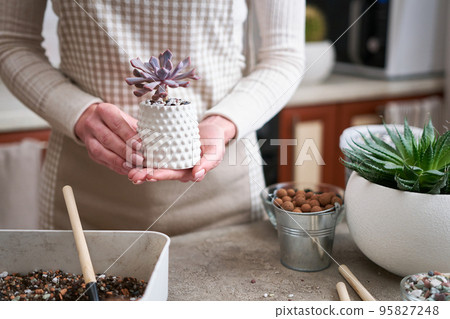 Woman holding Potted Echeveria Succulent Plant in white ceramic pot Woman holding Potted Echeveria Succulent Plant in white ceramic pot 95827248