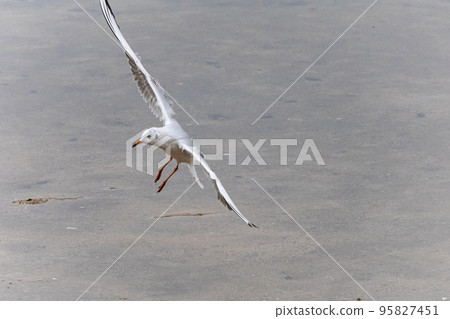 EOSRP.廣島吳市,酷,海鷗風。 EOSRP.廣島吳市,酷,海鷗風。 95827451