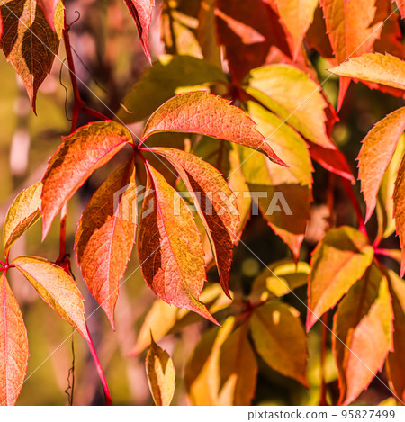 Colorful autumn background. Red and yellow leaves of girlish grape in sunlight Colorful autumn background. Red and yellow leaves of girlish grape in sunlight 95827499