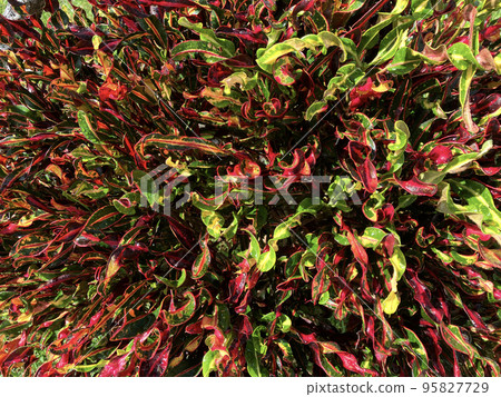 Croton (Kirasen calendula) 95827729