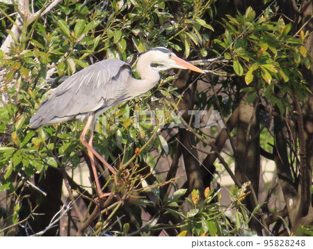 Ao-sama on tree Ao-sama on tree 95828248