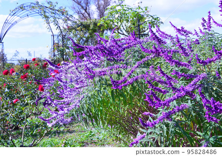 Amethyst Sage Amethyst Sage 95828486