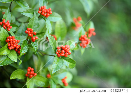 red senryo fruit 95828744