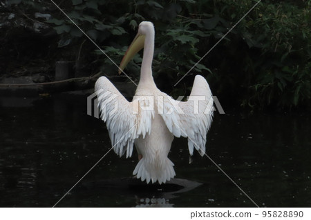 Great white pelican preening its wings 95828890