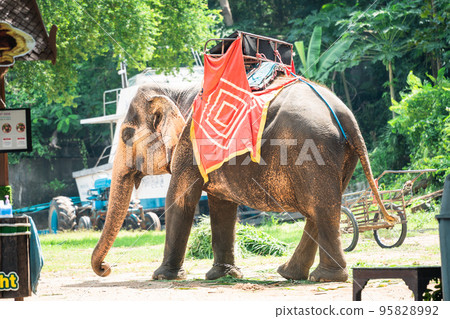 elephant in thailand tourist attraction elephant in thailand tourist attraction 95828992