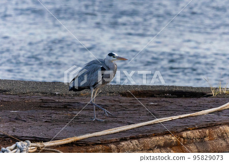 EOSRP.Hiroshima Onomichi, gray heron at the port. EOSRP.Hiroshima Onomichi, gray heron at the port. 95829073