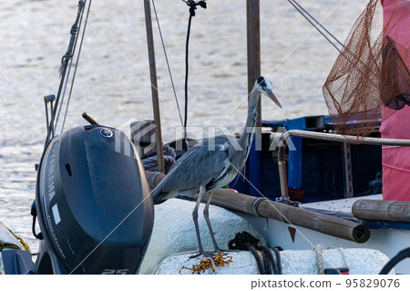 EOSRP.Hiroshima Onomichi, sailor gray heron. EOSRP.Hiroshima Onomichi, sailor gray heron. 95829076