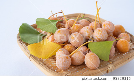 harvested ginkgo nuts harvested ginkgo nuts 95829315