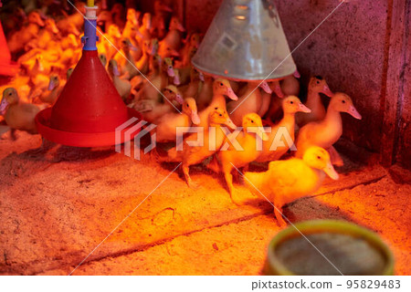 Beautiful little ducklings close-up in an incubator in the light of red lamps. Chicks under a heat lamp. Agriculture. Incubator. Industrial breeding of ducks. Birds on a poultry farm. Lots of ducks. Beautiful little ducklings close-up in an incubator in the light of red lamps. Chicks under a heat lamp. Agriculture. Incubator. Industrial breeding of ducks. Birds on a poultry farm. Lots of ducks. 95829483