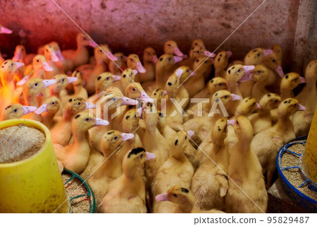 Beautiful little ducklings close-up in an incubator. Agriculture. Incubator. Chicks crowd in the corral. Industrial breeding of ducks. Birds on a poultry farm. Many ducks in one photo. Beautiful little ducklings close-up in an incubator. Agriculture. Incubator. Chicks crowd in the corral. Industrial breeding of ducks. Birds on a poultry farm. Many ducks in one photo. 95829487