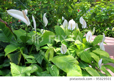 Flower of spiritualum Flower of spiritualum 95829501