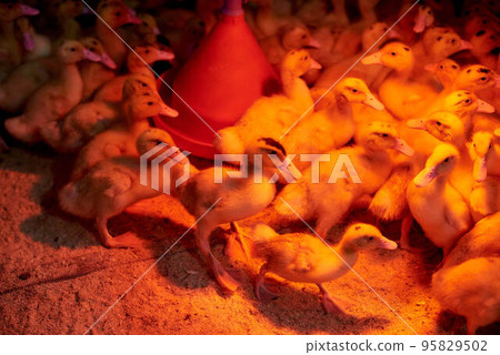 Beautiful little ducklings close-up in an incubator in the light of red lamps. Chicks under a heat lamp. Agriculture. Incubator. Industrial breeding of ducks. Birds on a poultry farm. Lots of ducks. Beautiful little ducklings close-up in an incubator in the light of red lamps. Chicks under a heat lamp. Agriculture. Incubator. Industrial breeding of ducks. Birds on a poultry farm. Lots of ducks. 95829502