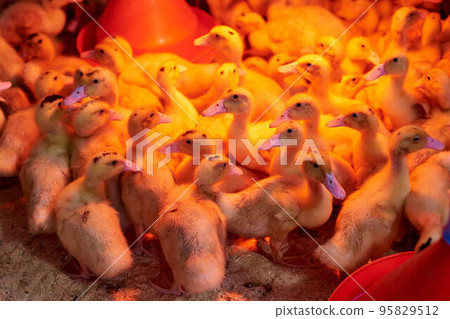 Beautiful little ducklings close-up in an incubator in the light of red lamps. Chicks under a heat lamp. Agriculture. Incubator. Industrial breeding of ducks. Birds on a poultry farm. Lots of ducks. Beautiful little ducklings close-up in an incubator in the light of red lamps. Chicks under a heat lamp. Agriculture. Incubator. Industrial breeding of ducks. Birds on a poultry farm. Lots of ducks. 95829512