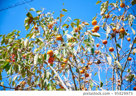 樹上的柿子 樹上的柿子 95829973