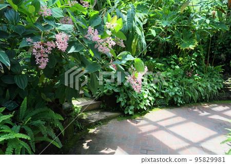 麥地那花 95829981