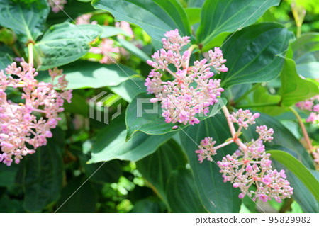 麥地那花 95829982