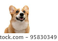 Pembroke Welsh Corgi looking at you with a smile 95830349
