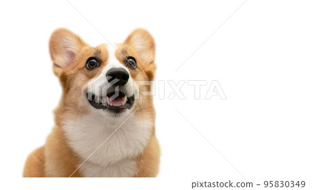 Pembroke Welsh Corgi looking at you with a smile 95830349
