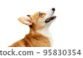 Welsh corgi pembroke looking up with a smile 95830354