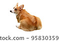 Pembroke Welsh Corgi looking back 95830359