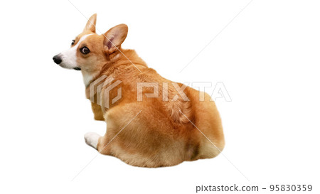 Pembroke Welsh Corgi looking back Pembroke Welsh Corgi looking back 95830359