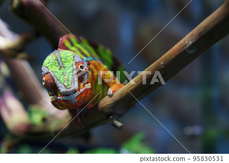 Portrait of a panther chameleon of beautiful color 95830531