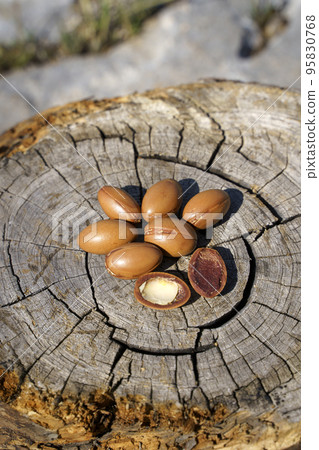 Argan seeds and oil on nature wooden background. Organic argan oil for nature cosmetics for skin, hair, massage. Morocco natural bio beauty products  95830768