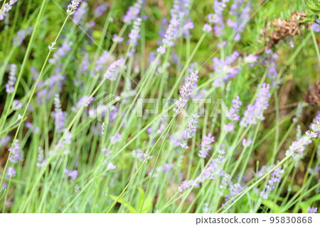 俄羅斯鼠尾草花 95830868