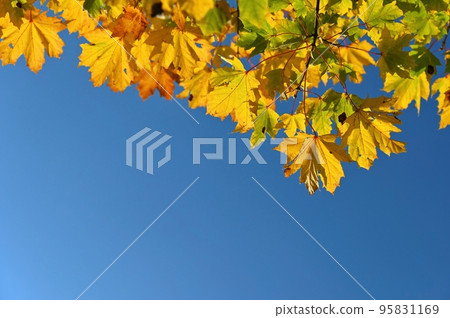 Autumn. Beautiful colorful leaves on trees in autumn time. Natural seasonal color background for fall. 95831169