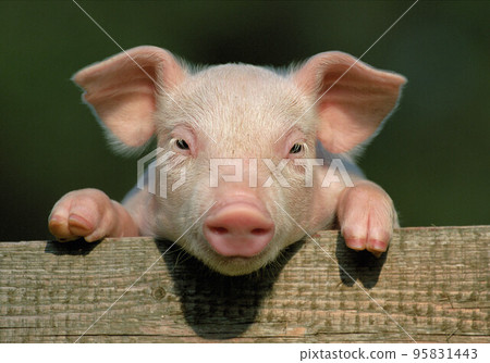Small and funny pink piglet in pen 95831443